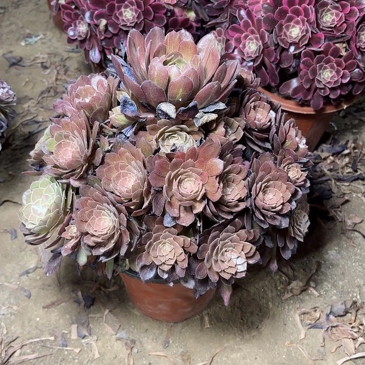 多肉植物法师万灰2