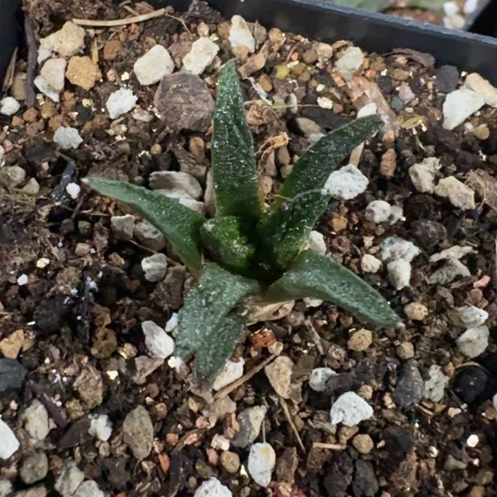 哈*少辛顿实生专拍哥