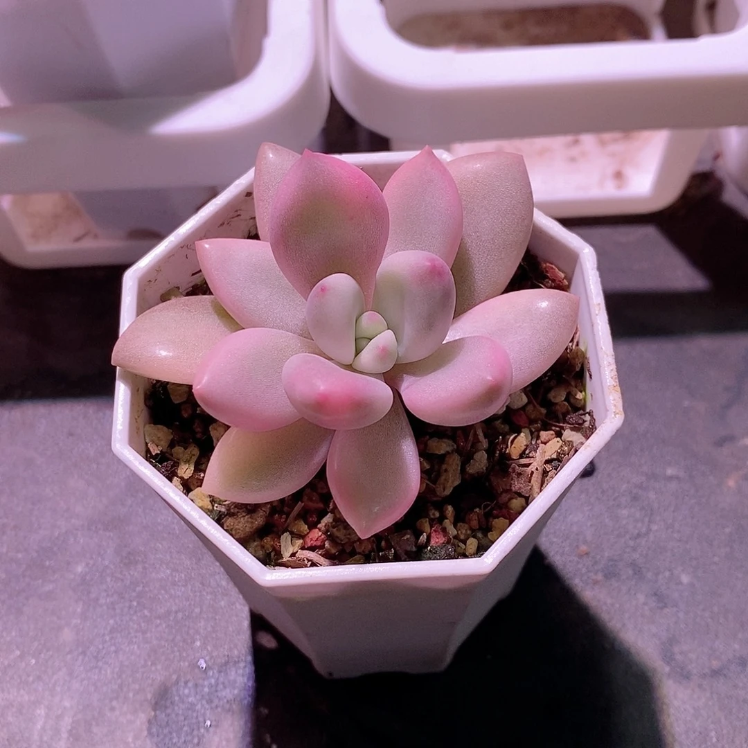多肉植物老桩多肉植物锦