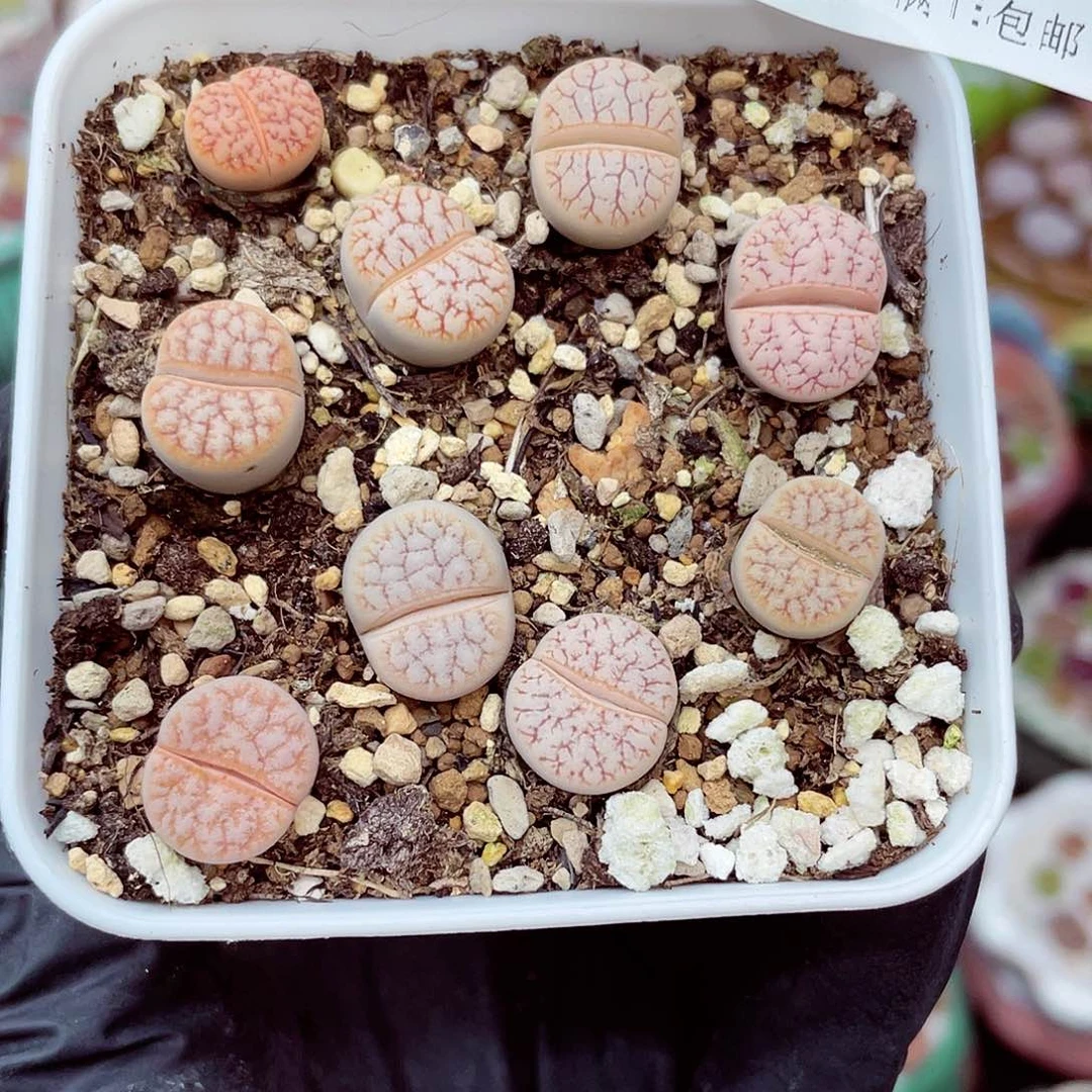 生石花满18包邮0623-39