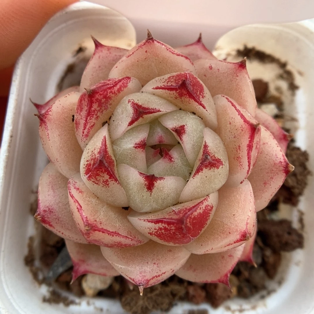边线麦秆可拍369号。