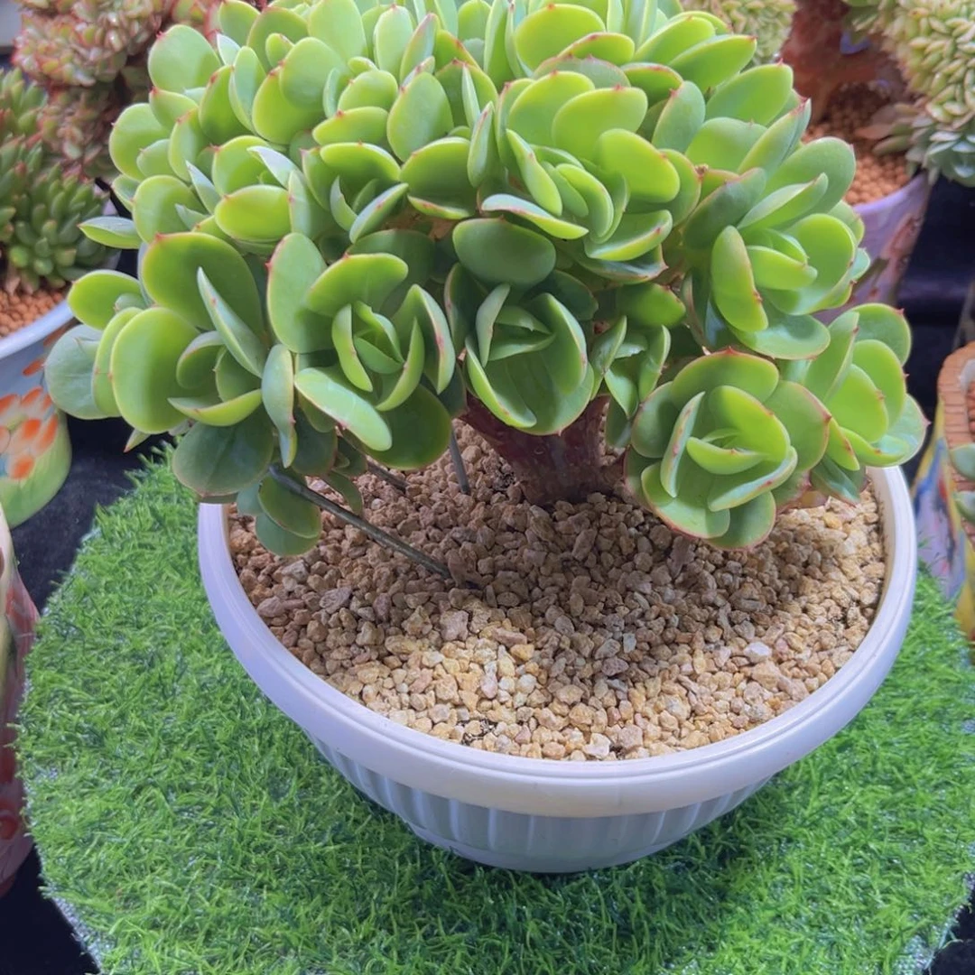 11111111111111111111111