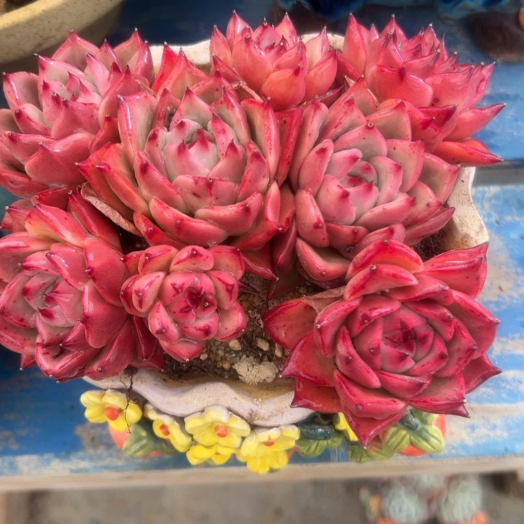 桃***魇皮裤多肉植物一物一拍