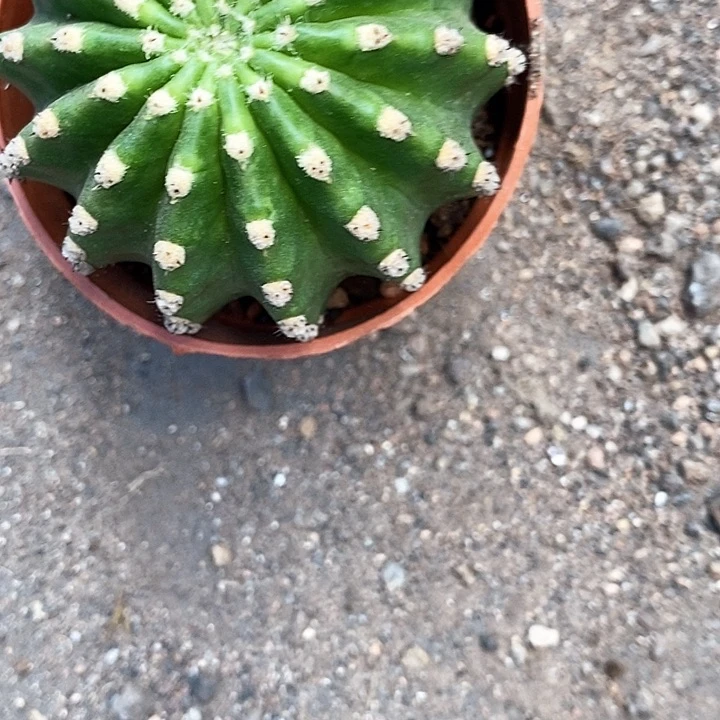 黑美人4公分左右357899