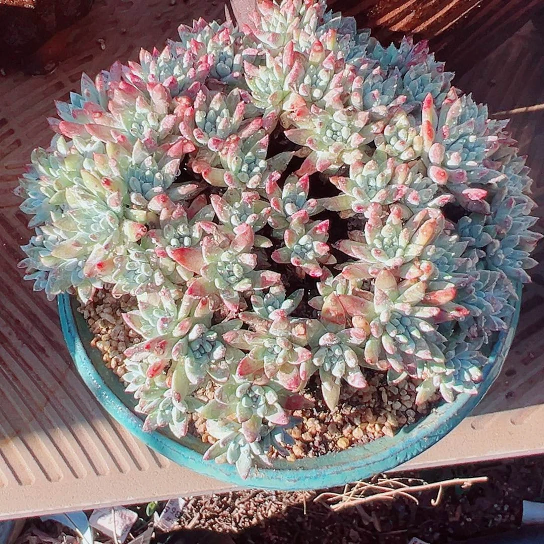 9334诺玛苹果叶白菊仙女杯