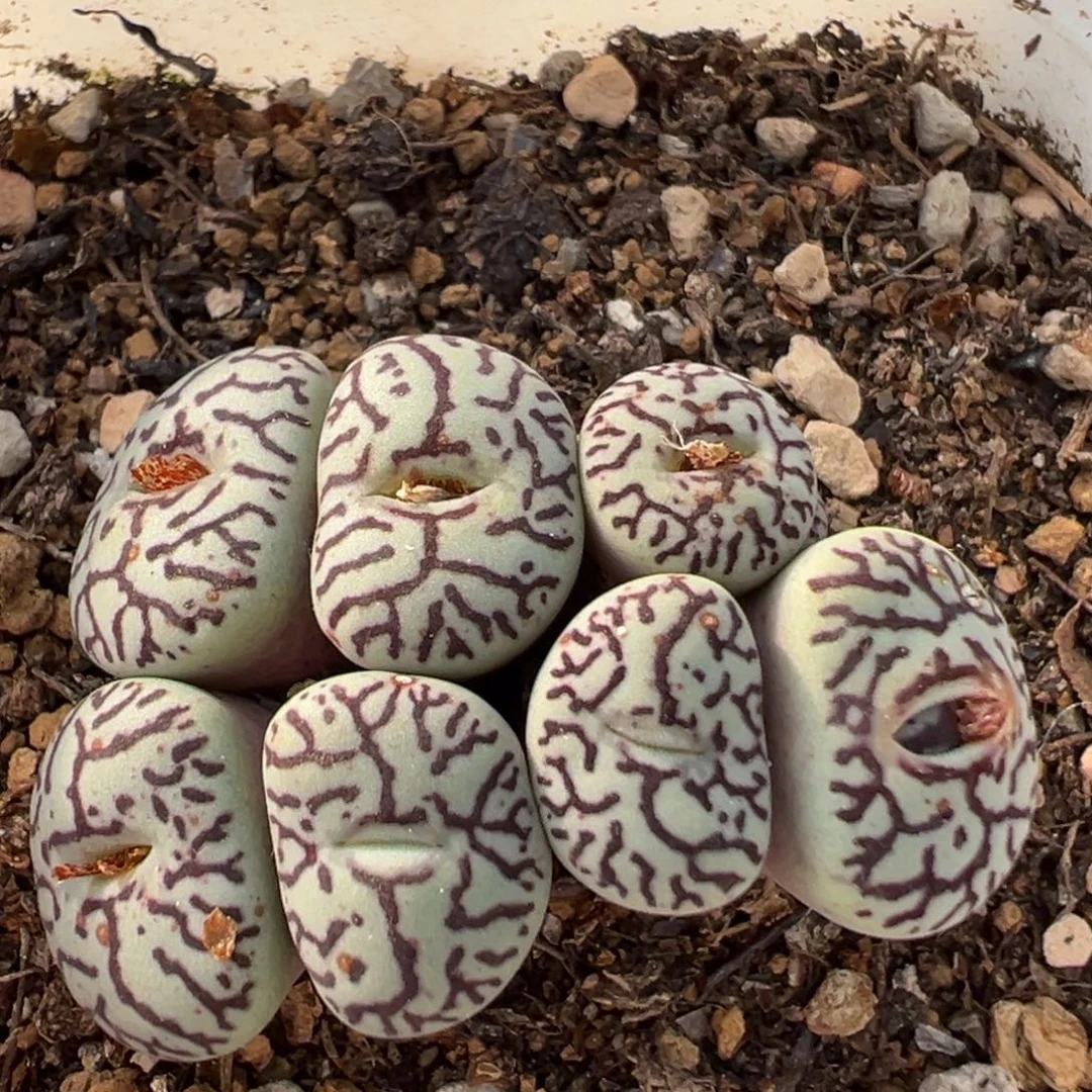 88多肉植物百科植物