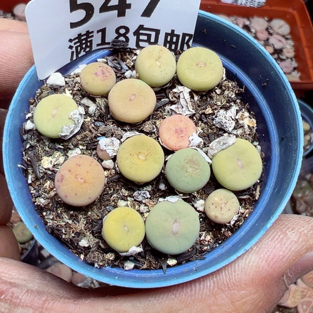 【闪购商品】 547。