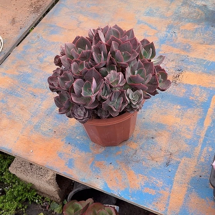 杨***子姿色已梦多肉植物109