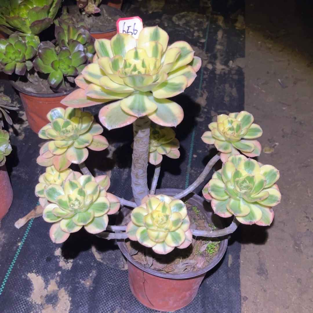 *****656多肉植物燕姿锦