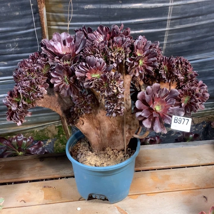 977欧紫缀多肉法师