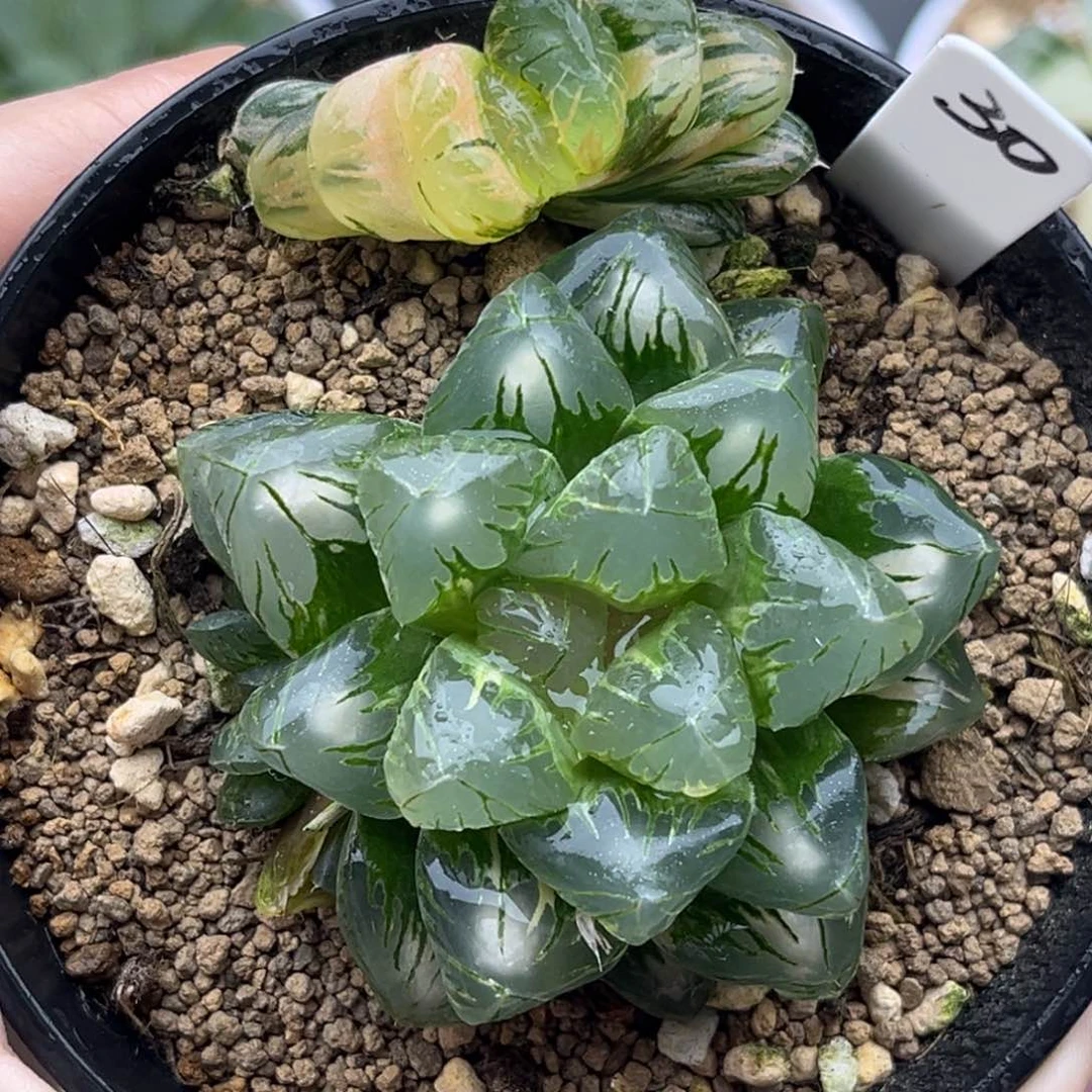 30老川灯芯玉露锦十二卷多肉