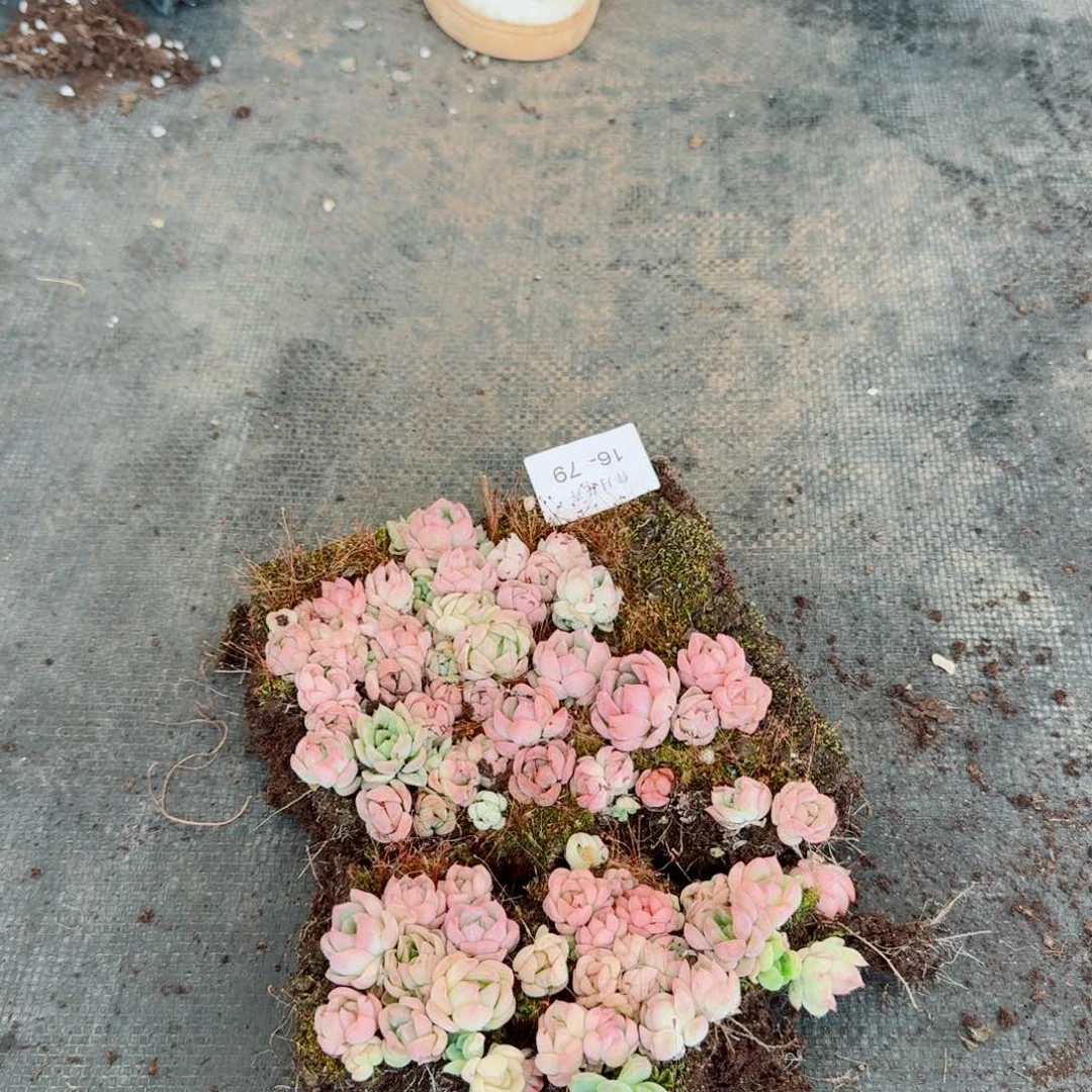 宽叶美尼糖心珍妮一份量拍16-79加种子灰