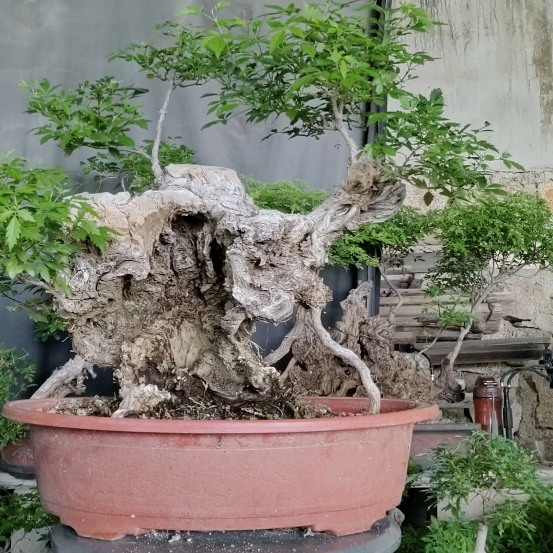 鸿***承无花朵脱盆脱土发货