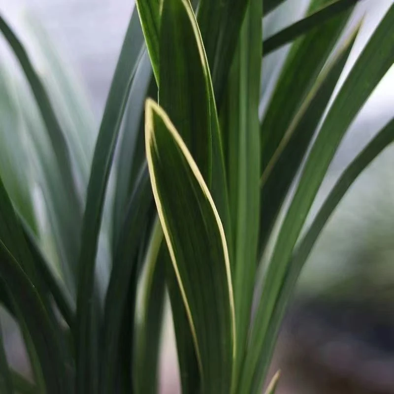 一物一拍 墨兰【金边企黑爪】原盆原土基地直发