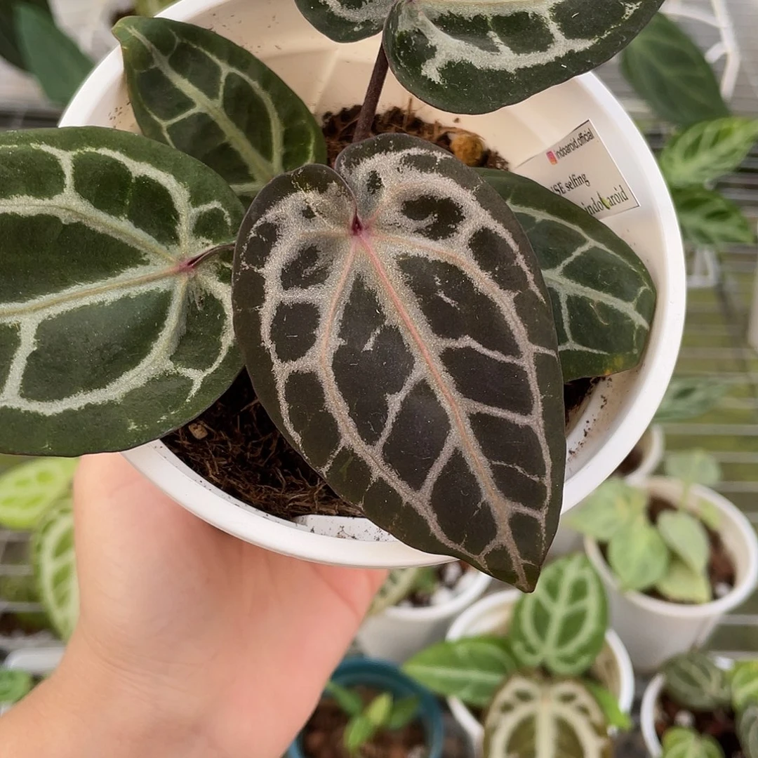 完全开放Nse红水晶