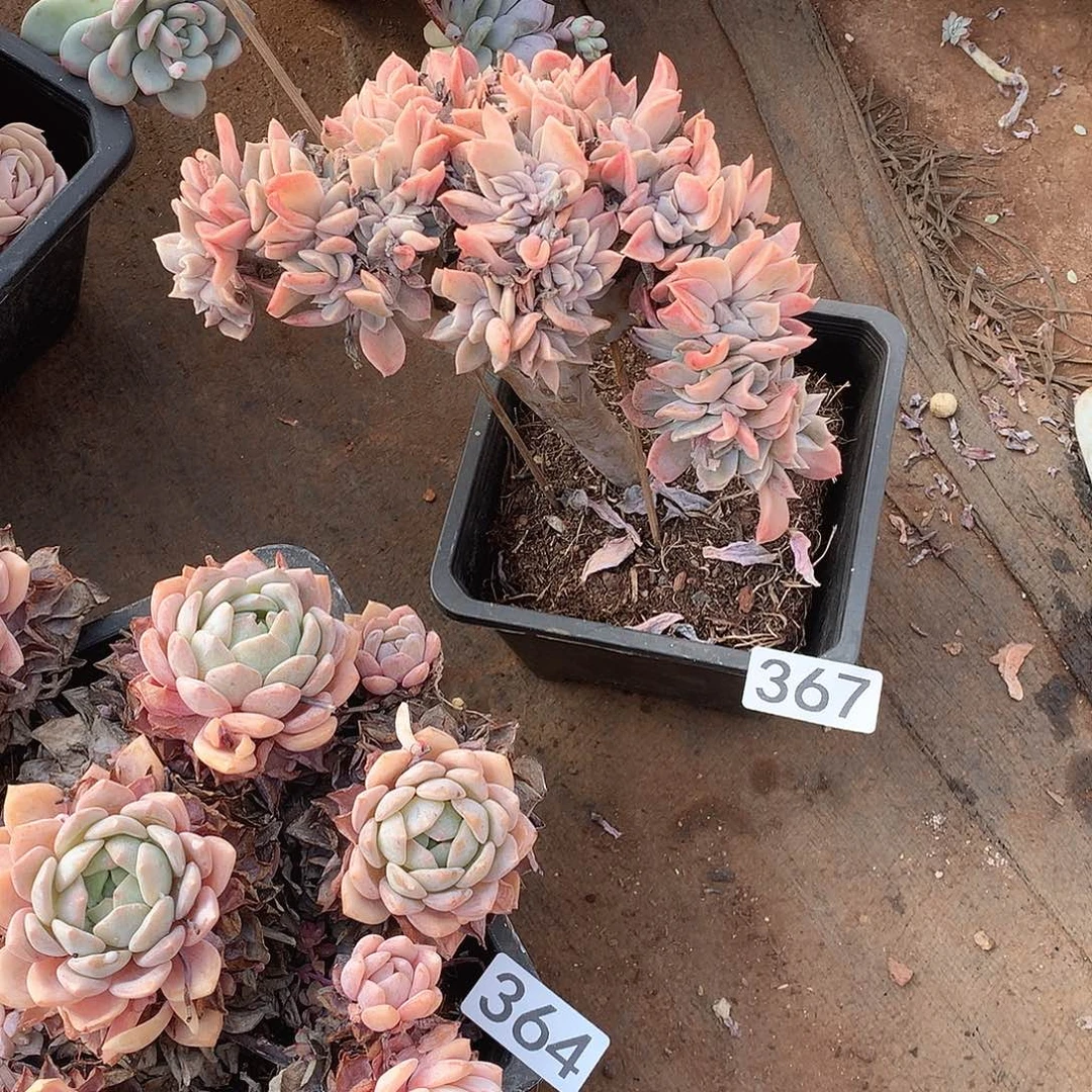 367 一物一拍多肉