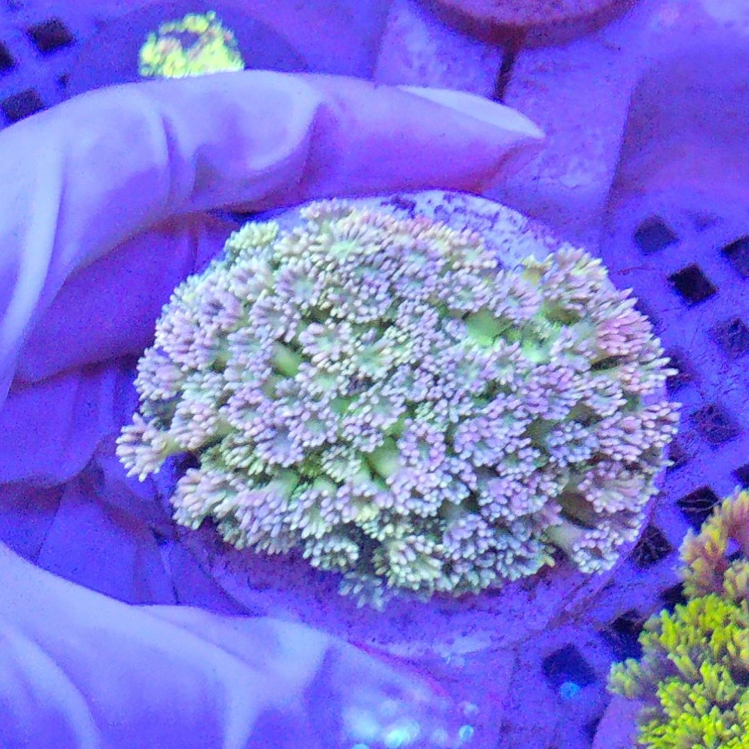 智海海洋珊瑚馆 竞拍链接