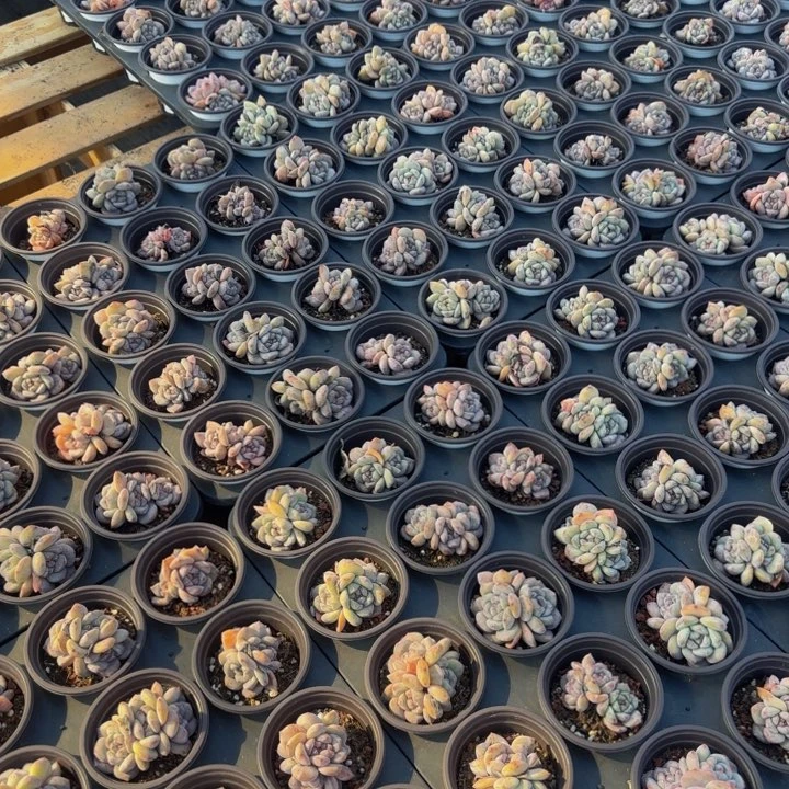 三头老桩星影福利1颗