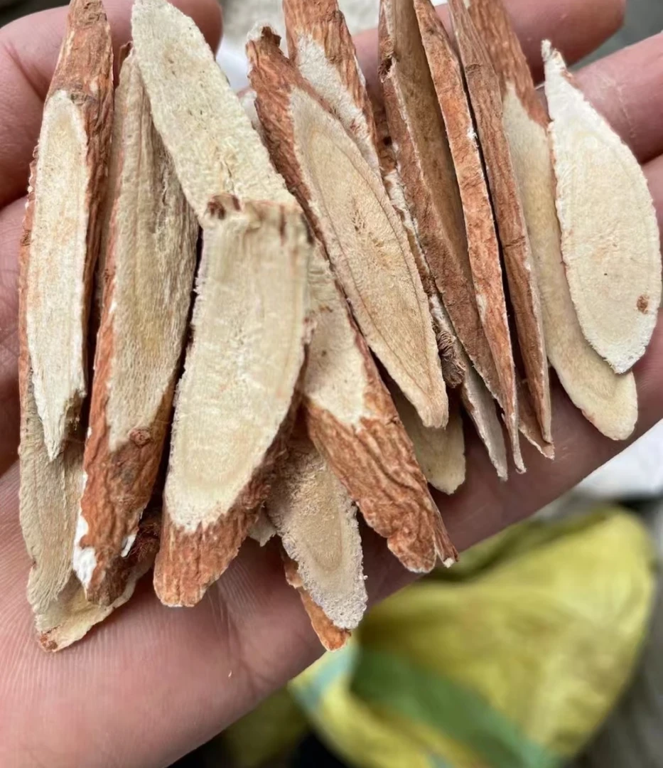 云南野生红皮黄芪