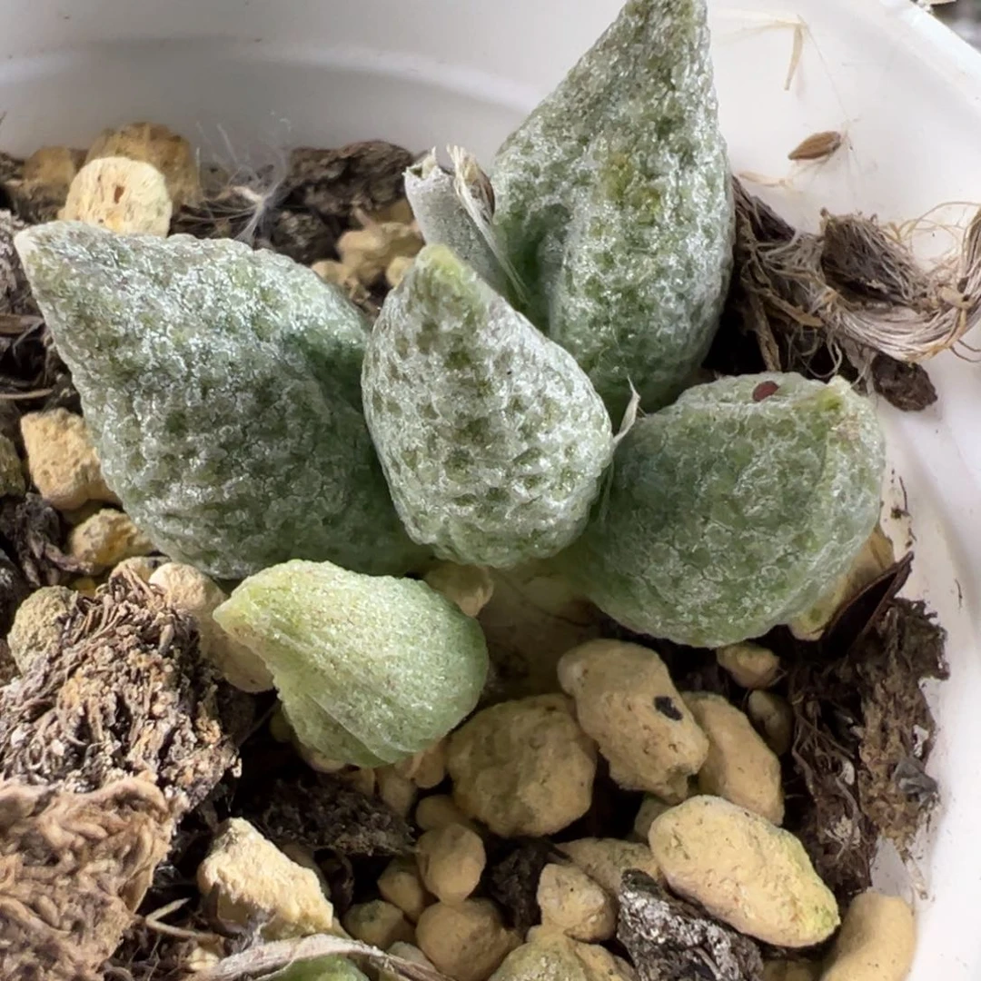 蜡笔小新多肉植物水泡多肉植物