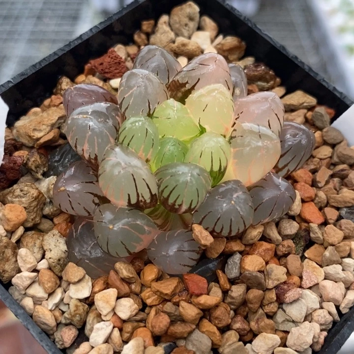 77号冰灯玉露锦带盆发货
