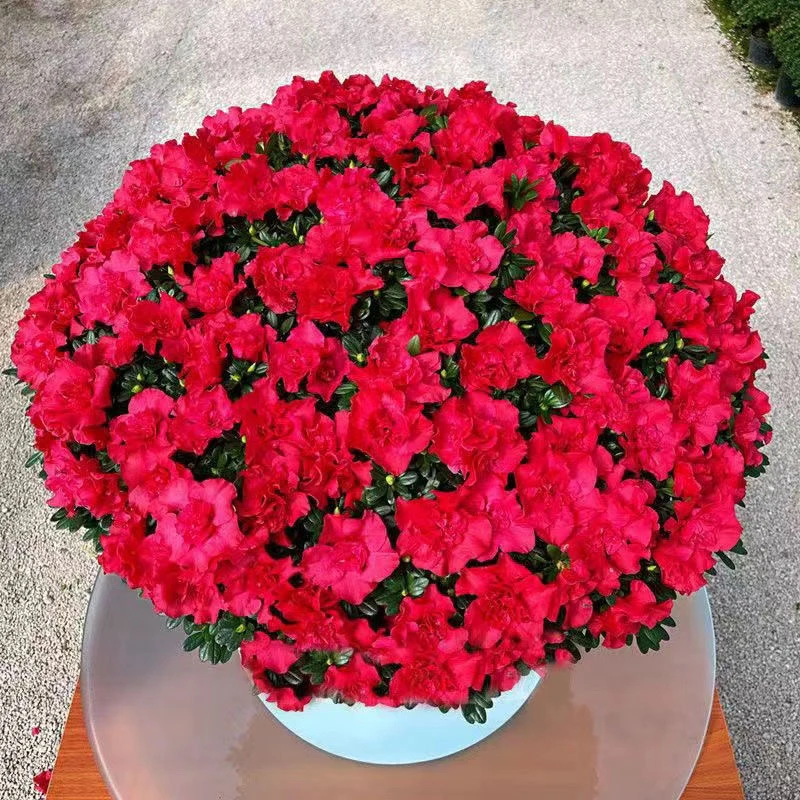 带花苞杜鹃花盆栽室内外好养四季开花绿植适合阳台种植庭院地栽花