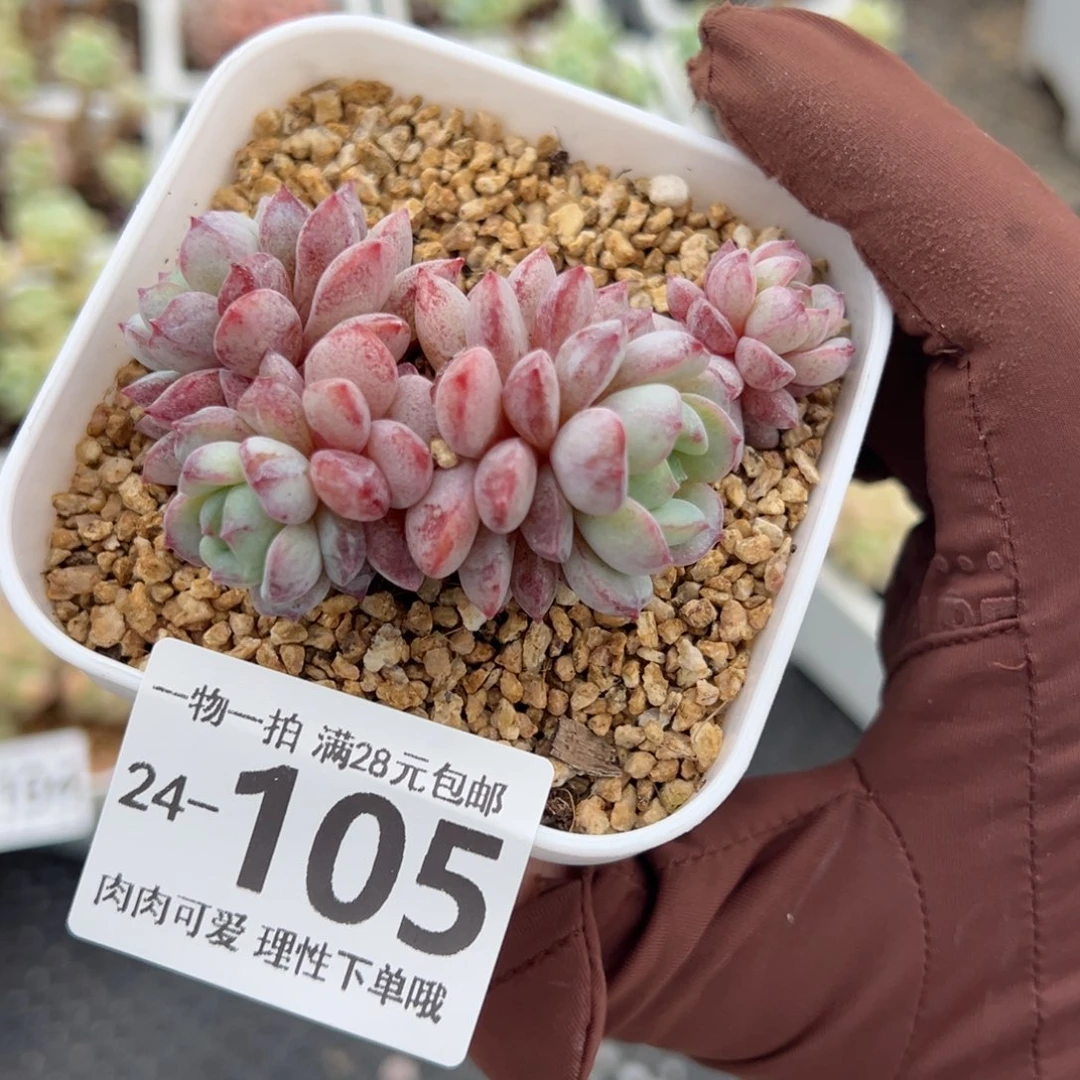 鲁冰多肉多肉多肉多肉