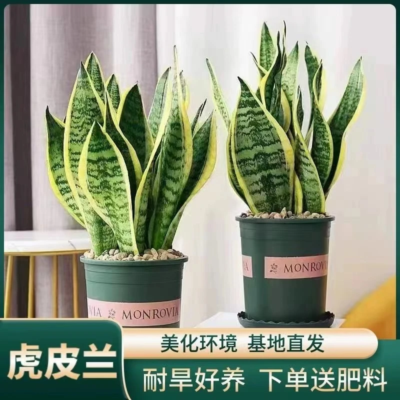 除甲醛高矮金边虎皮兰盆栽客厅绿植多肉植物防辐射四季好养易成活