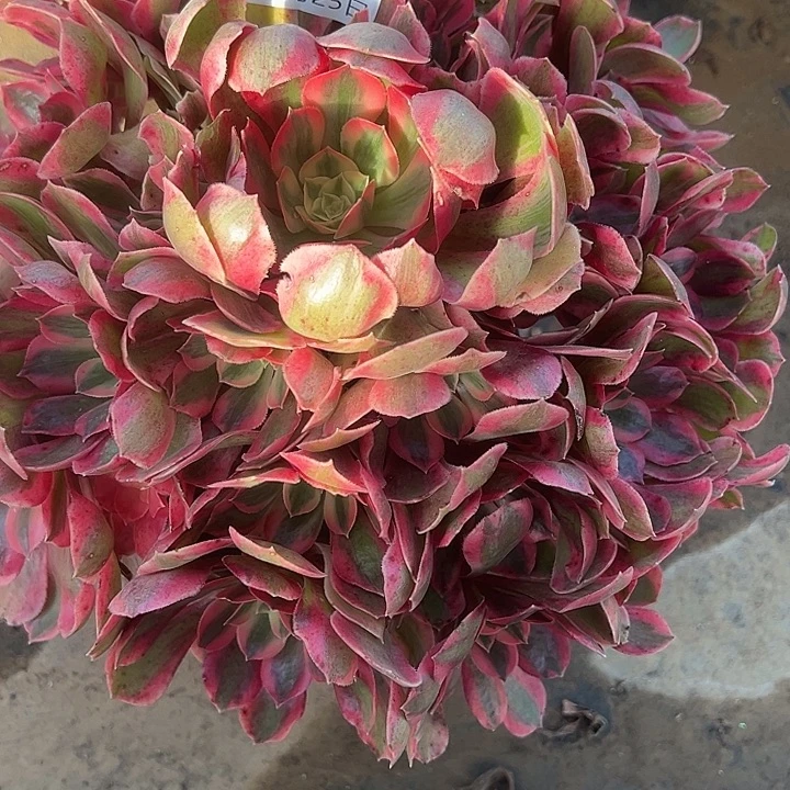 11.25-28女妖多肉植物1