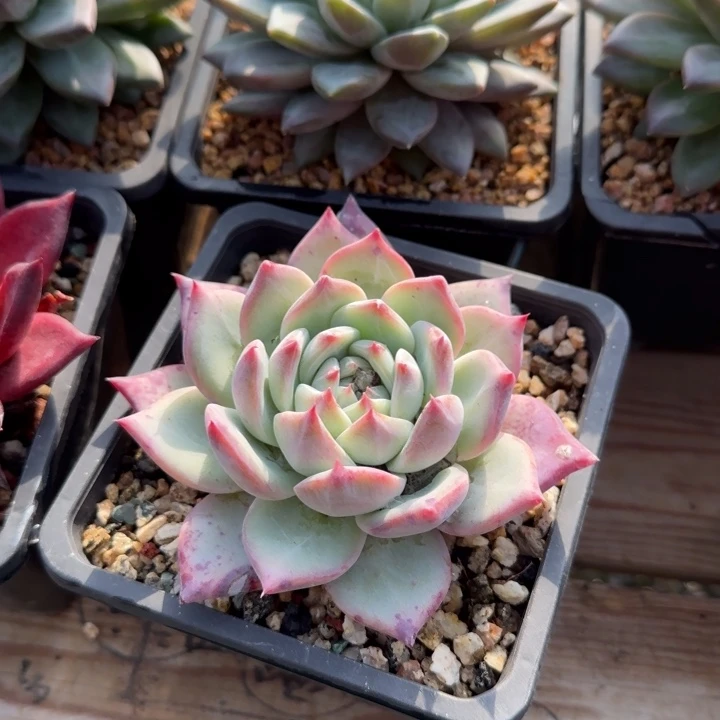 红拉糖单头五十包邮