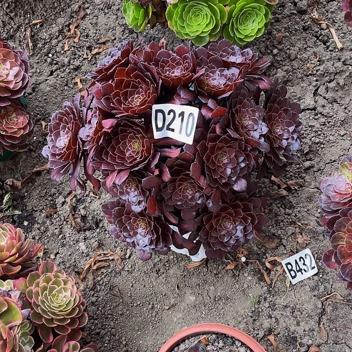 墨铜法师16—21包邮