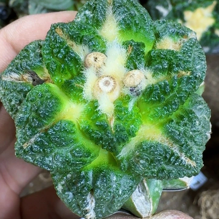 福利苗接龟甲751