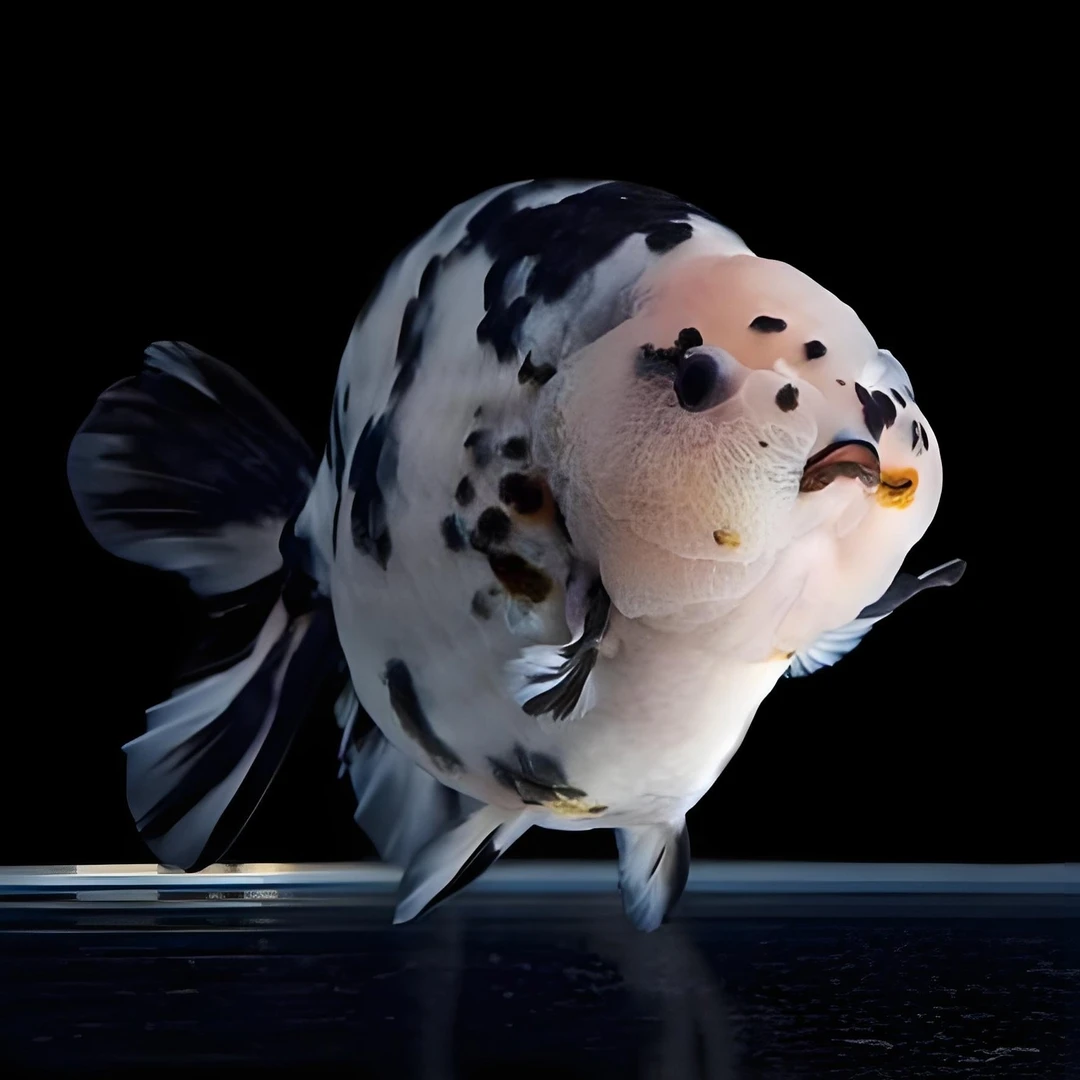 兰寿玛丽泰狮龙睛鎏金元宝观赏鱼无开箱视频不售后