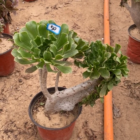 原始绿缀一物一拍