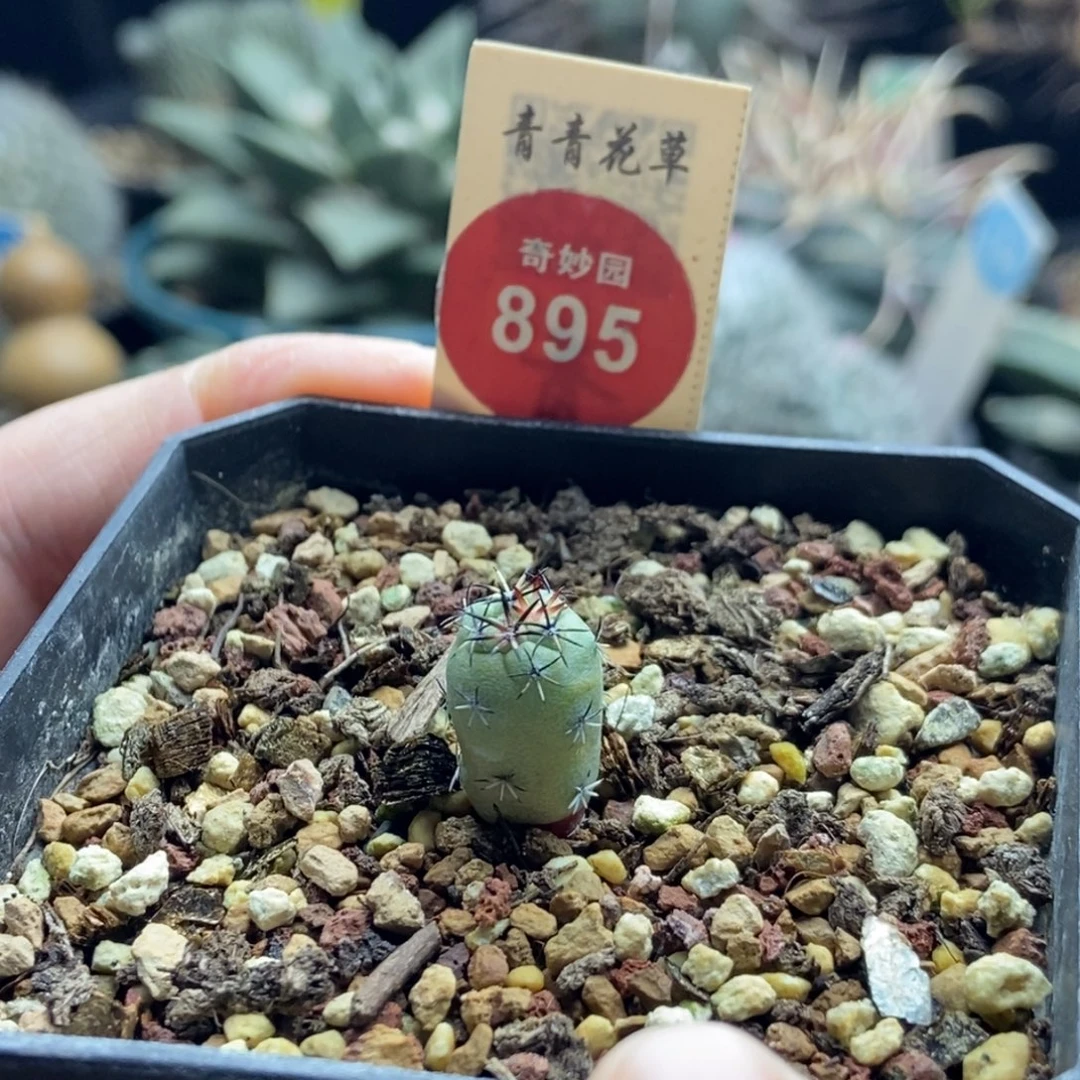 实生大尤帝王丸一颗1cm