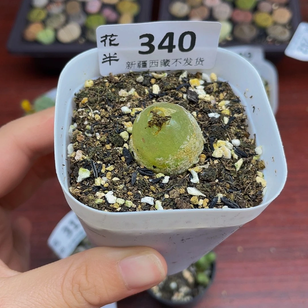 340000000000花花花花花花