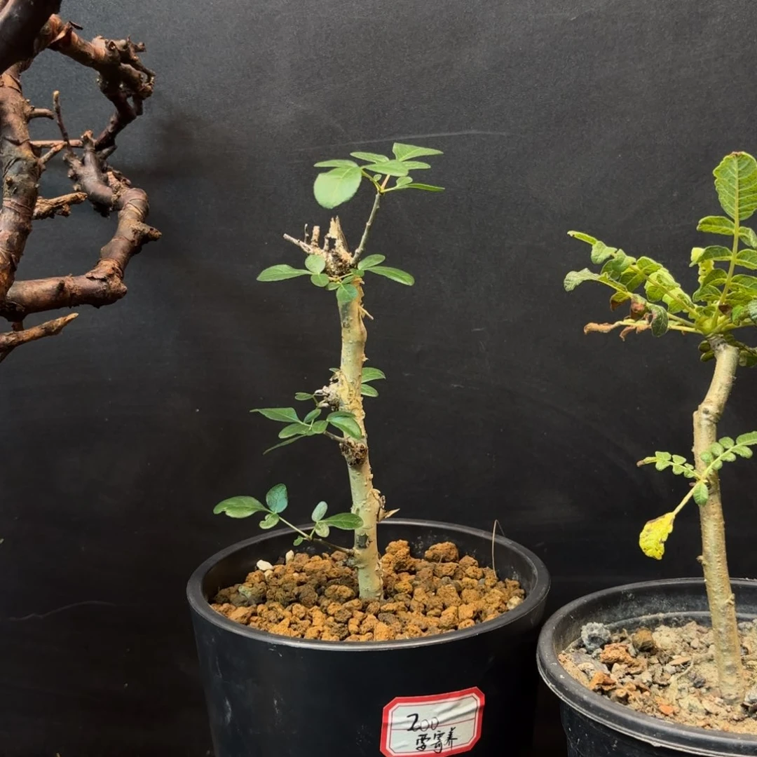 图坎蓝白皮产地高压