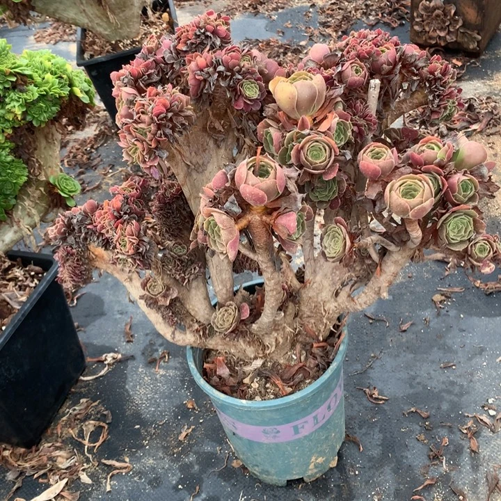 微瑕荷兰圆叶朵朵脱土发货啊