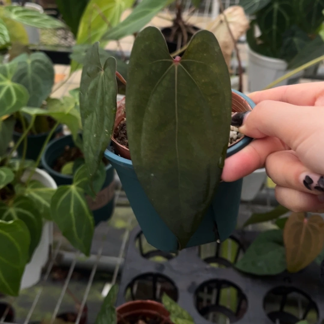 无花朵黑凤凰3700