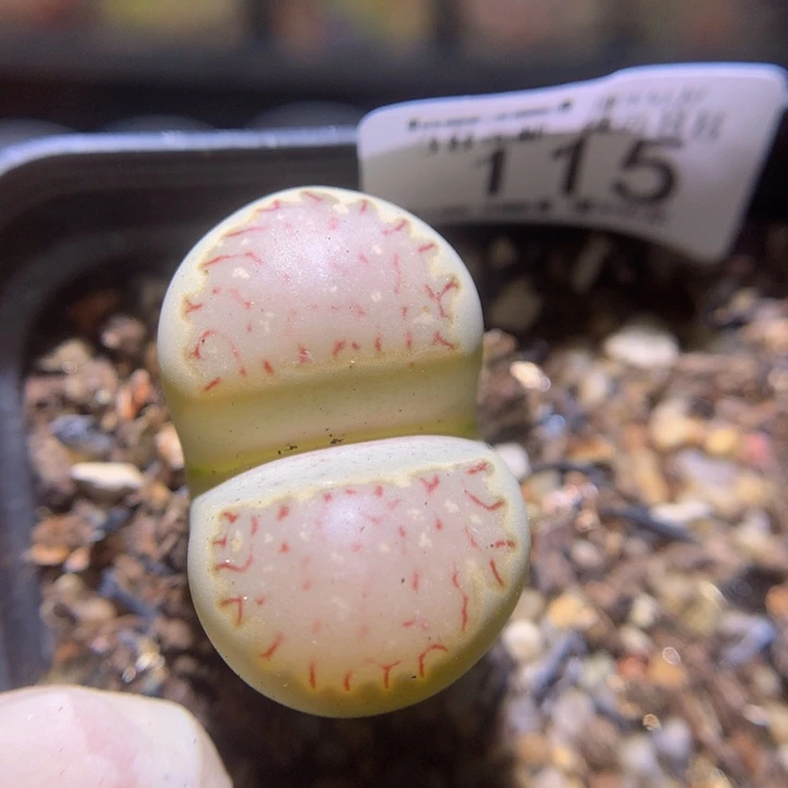 zzz精品生石花115高特