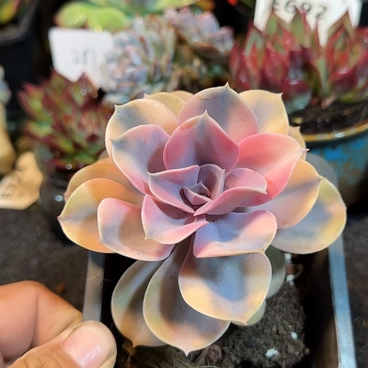 彩虹惊鸿一物一拍包装收缩花旱