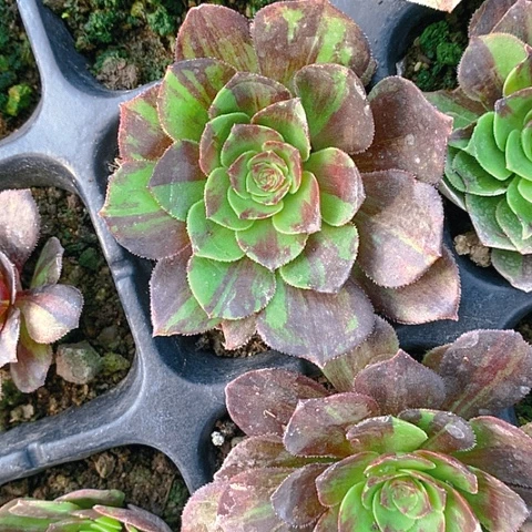 海*953花月夜多肉植物