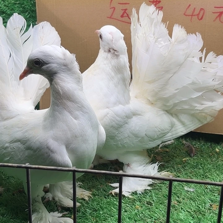 2中国大陆散装凤尾青一对