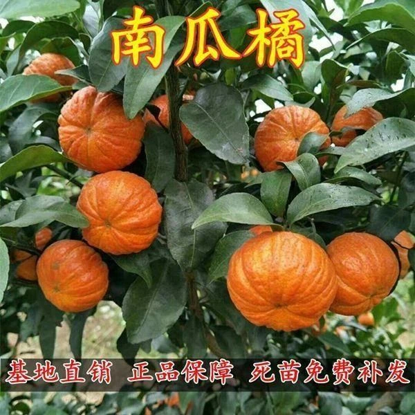 四川嫁接南瓜桔树苗橘子苗丑橘苗爱媛春见砂糖橘子柚子蜜果树苗