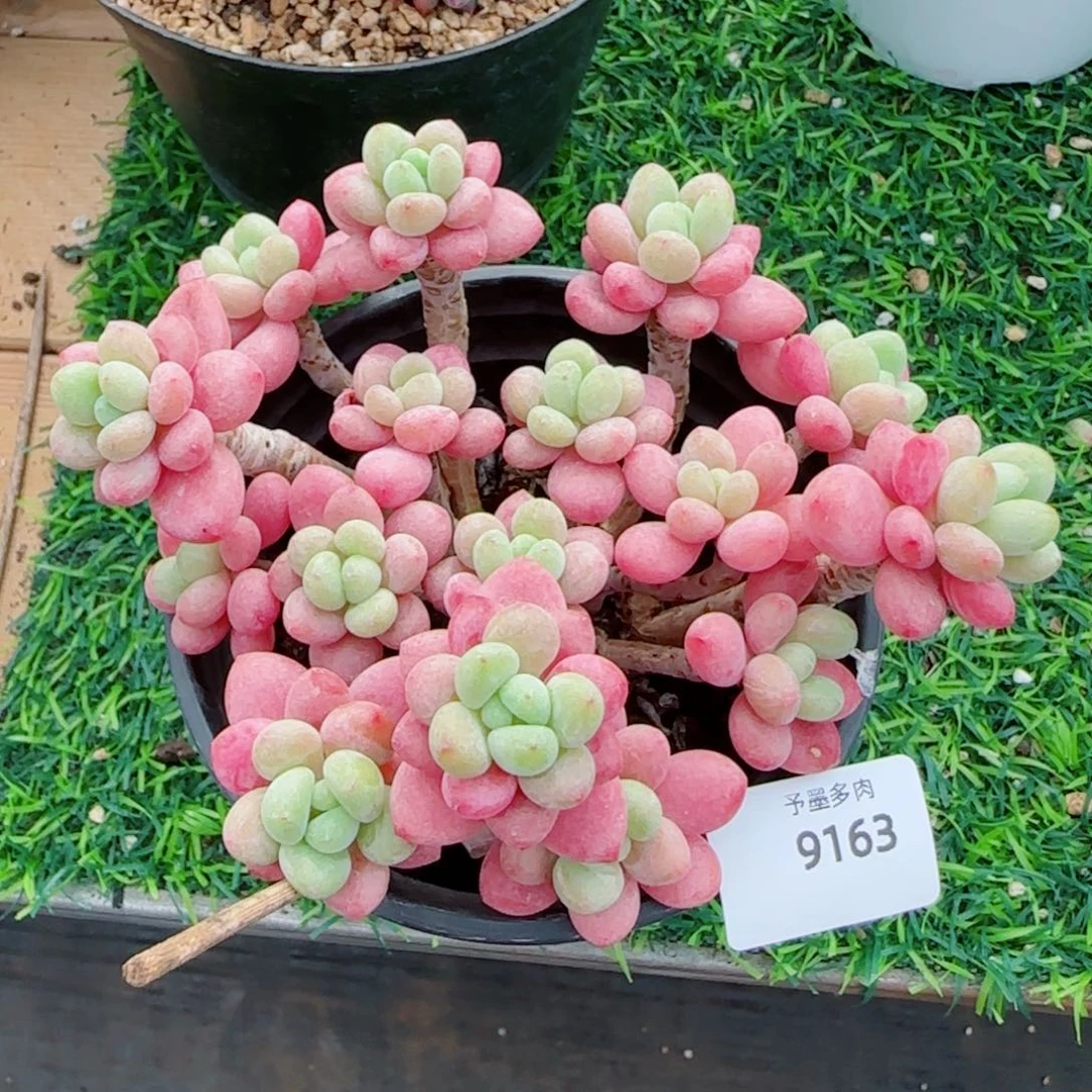 鱼子酱无砍，9163多肉植物