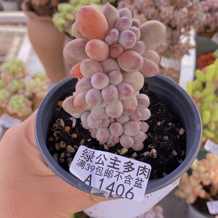 手指奶5cm1406多肉植物