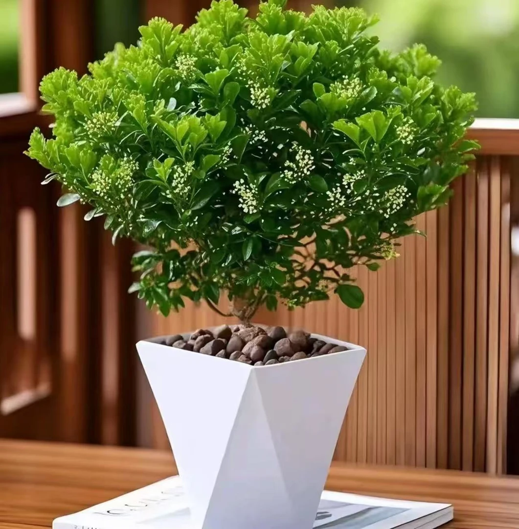 A香水米兰花盆栽室内外种植四季开花散发清香好养绿植