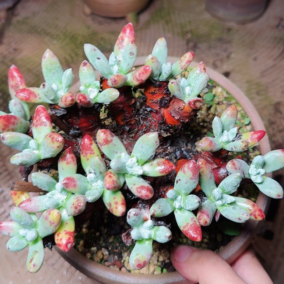 1442登喜拇指多肉