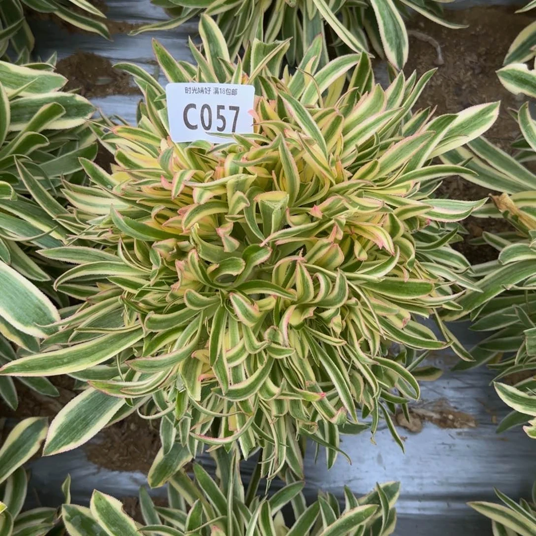 057夕颜多肉植物