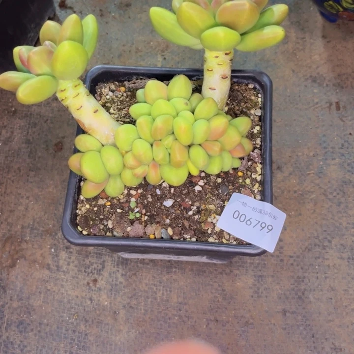 許***淩多肉一物一拍6799